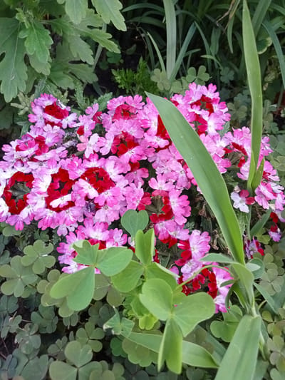 The image displays a cluster of vibrant pink and red flowers, likely Verbena, blooming in a garden setting. The flowers are densely packed, creating a colorful carpet of petals. Surrounding the flowers are lush green leaves and clover-like plants, adding depth and texture to the scene. A tall, slender green leaf diagonally cuts across the frame, partially obscuring the flowers and adding a sense of natural composition. The lighting suggests it is daytime, possibly late afternoon, with soft shadows indicating diffused sunlight. The overall mood is peaceful and serene, evoking the beauty of a flourishing garden. The location is identified as Stavchyntsi, Ukraine. There is no visible text in the image.