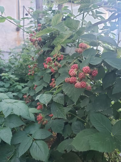 In Chornomors'ke, Ukraine, a cluster of blackberry bushes laden with ripening fruit grows against a weathered wall. The berries, a vibrant mix of red and dark purple, hang in bunches, some still green, others nearing ripeness. The leaves of the bushes are a deep green, with serrated edges. The wall behind them is light grey, with patches of rust and grime. The scene is bathed in soft, natural light, hinting at a late afternoon or early morning. There are no people present in the image.