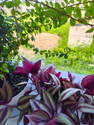 The image displays a close-up view of several potted plants on a windowsill. In the foreground, a Wandering Jew plant (Tradescantia zebrina) exhibits its characteristic striped leaves, alternating between deep purple and silvery-green. Behind and to the left, a small-leaved green plant, possibly a succulent or a miniature shrub, is visible, its branches extending upwards. Through the window, a blurred outdoor scene reveals green foliage, suggesting a garden or natural setting, with some gravel and a hint of a structure in the background. The lighting suggests it is daytime. There are no people present in the image. The scene appears to be an indoor windowsill in a residential or office setting, with no specific geographical markers that would place it in Речицы, Russia.