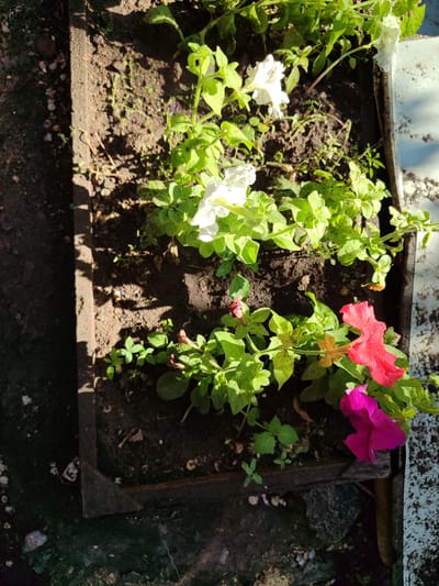 A high-angle shot shows a weathered, dark metal planter box filled with soil and a few flowering plants. The planter appears to be outdoors. The plants are a mix of green foliage with some small white, pink, and magenta petunia-like flowers. Some of the flowers are fully bloomed, while others are still buds or wilting. The soil is dark and appears somewhat dry, with a few small pebbles and scattered bits of debris.

The planter is positioned on a surface that looks like concrete or a similar paving material, with some white, mottled discoloration on the right side of the frame. The left side of the image shows a darker, rougher textured surface, possibly dirt or a shadow-covered area. Sunlight is casting distinct shadows across the soil and plants, indicating it is a bright, sunny day. The shadows suggest the sun is at an angle, possibly mid-morning or late afternoon. There is no visible text in the image. The overall impression is a simple, unkempt garden planter exposed to natural light.