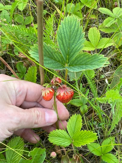 A person's hand is shown reaching for wild strawberries in a patch of green foliage. The hand, with light skin and visible fingernails, gently cradles a cluster of ripe, red strawberries. The strawberries are small and dotted with seeds, with green calyxes still attached. They grow on thin stems amidst vibrant green leaves, some of which are serrated along the edges and show clear vein patterns. Other greenery, including feathery ferns and blades of grass, surrounds the strawberries, creating a natural, wild setting. The lighting suggests it is daytime, possibly sunny given the clarity of the image. The overall scene evokes a sense of foraging or simply appreciating nature's bounty in a rural or natural environment, consistent with the provided location context of Yuryatino, Russia. No text is visible in the image.