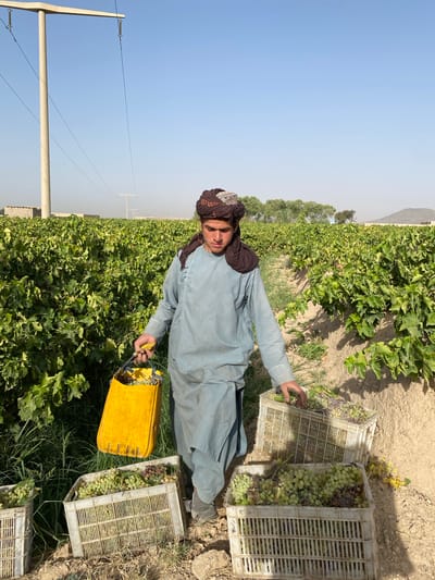 A young man, wearing a light blue shalwar kameez and a dark brown turban, is depicted in a vineyard. He is carrying a yellow bucket in his right hand, and his left hand is reaching into a crate filled with green and purple grapes. Two white plastic crates, also full of grapes, are visible in the foreground. The vineyard is dense with green foliage, and the ground is dry and dusty. In the background, power lines and a transmission tower are present, suggesting the proximity of infrastructure. The sky is clear and blue, with a faint haze in the distance. A single mountain is visible on the horizon. This scene is consistent with agricultural activities in the Senjaray district of Afghanistan, known for its grape cultivation.