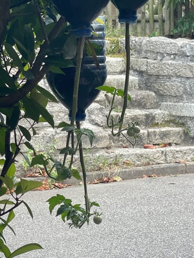 The image shows a DIY vertical garden setup with several plastic bottles being used as planters. A tomato plant is growing from one of the bottles, with two small green tomatoes visible. The plant is supported by a thin branch. In the background, there are stone steps and a grey, textured surface, possibly a wall or pavement. To the left, a wooden fence is partially visible, and some green foliage from another plant is in the foreground. The scene appears to be outdoors on a bright, possibly sunny day. The setting suggests a residential or urban environment. No people are visible. The image is shot from a slightly downward angle.