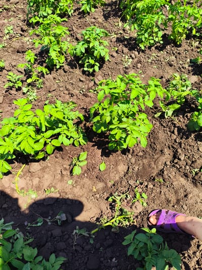 The image depicts a close-up view of a potato field in Ilmino, Russia, under bright sunlight. Several rows of young potato plants, with vibrant green leaves, are visible growing in dark, tilled soil. The plants are of varying heights, with some reaching a moderate size and others still in their early stages of growth. In the foreground, a person's bare foot wearing a purple sandal is positioned near the edge of the field. A distinct shadow of a person is cast on the soil to the left of the frame. The overall scene conveys a sense of agricultural activity in an outdoor rural setting.