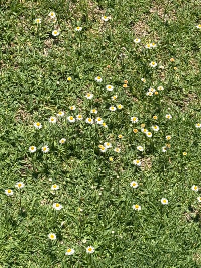 The image shows a patch of green grass interspersed with small white daisies. The grass appears somewhat patchy with some areas showing dried, brown grass. The daisies are scattered throughout the grass, with some clustered together. The setting is not definitively identified as Sanctorum, Mexico, as no specific landmarks or cultural elements are visible to confirm this location.