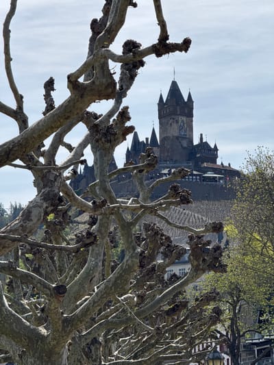 The image shows Reichsburg Cochem castle in Cochem, Germany, partially obscured by a bare tree in the foreground. The castle is a dark stone structure with multiple towers and spires. The sky is light blue with some clouds. The tree has thick, gnarled branches. Some greenery and buildings are visible behind the castle, suggesting the surrounding urban environment.