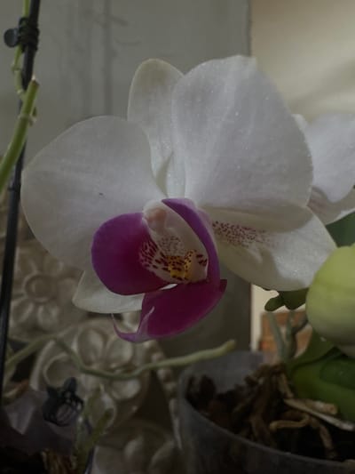 The image presents a close-up, static view of a blooming Phalaenopsis orchid, located in Topolchane, Bulgaria. The central subject is a single orchid flower featuring white, slightly textured petals. Its prominent labellum is a vivid magenta-purple, transitioning to a white and yellow throat marked with distinct dark red speckles. A slender green stem, secured by a dark, metallic-appearing clip, is visible along the left edge of the frame. In the soft-focus background to the left, a light-colored, ornate decorative object with an embossed floral or swirling pattern is partially visible. To the bottom right, a segment of a translucent plastic plant pot containing bark-like growing medium and exposed aerial roots is present, alongside a partially visible, light green, undeveloped orchid bud. No human figures are depicted, and no specific actions or interactions are occurring.