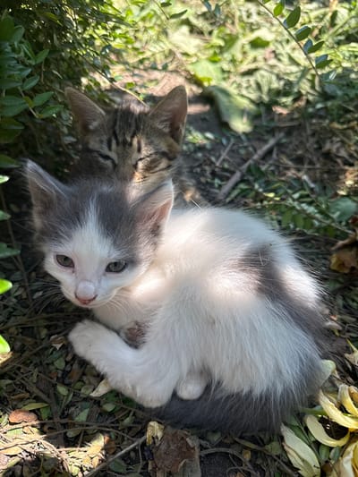 Two kittens are lying on the ground outdoors. One kitten, primarily white with gray patches, is on its back with its head tilted to the side, looking up and to the right. Its eyes are open and green. The other kitten, with tabby markings on its head and back, is partially underneath the white and gray kitten, with its head and paws visible. They are nestled amongst green leaves, dried leaves, and dirt. Sunlight is casting shadows on the kittens and the ground. The scene appears to be a natural outdoor setting, possibly a garden or yard, given the vegetation and ground cover. The kittens seem relaxed and comfortable, suggesting a peaceful moment. There is no visible text in the image. The location context is Lesnovo, Bulgaria.