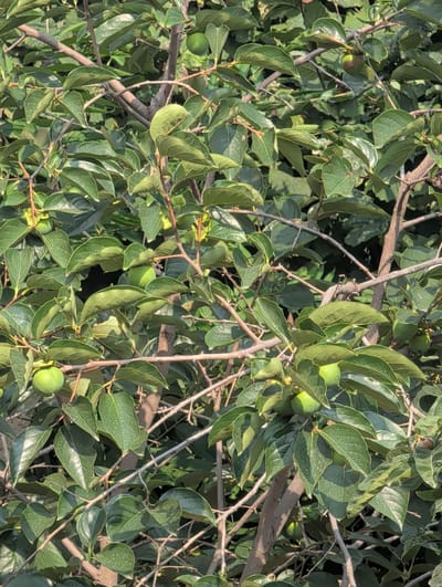 The image depicts a close-up view of a persimmon tree laden with small, green, unripe persimmons. The fruit are scattered among lush green leaves and branches. The scene is set in an outdoor environment, suggesting a natural or cultivated area. The foliage is dense, with sunlight filtering through, creating areas of light and shadow. The branches are a mix of thicker, woody parts and thinner, more flexible ones. The overall impression is one of natural growth and the early stages of fruit development. No people or human activity are visible in the image. The location is specified as Tatlı, Azerbaijan, which is likely a rural or semi-rural area where such trees would be common.