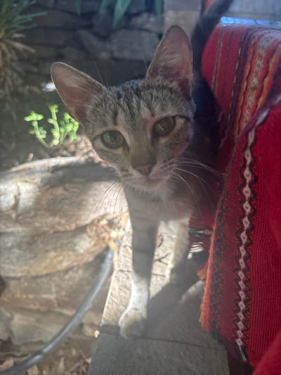 A close-up, eye-level, medium shot captures a young tabby kitten peering directly at the camera. The kitten's face is predominantly gray and black with some white fur around its mouth and chest. Its eyes are open and a light brown color. The kitten is partially obscured by a red, woven fabric that has a patterned border with white and black geometric shapes. Behind the kitten and to the left, a stone wall and some green foliage are visible. The lighting suggests an outdoor environment, likely in Kresna, Bulgaria, with sunlight casting shadows.