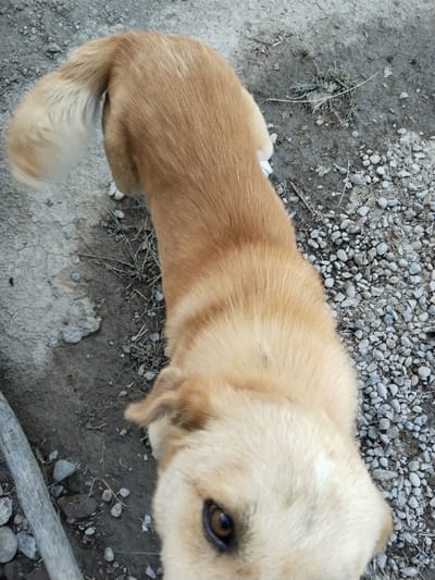 An eye-level, close-up, full shot shows a medium-sized dog with light brown fur standing on a patch of dirt and gravel. The dog is positioned in the center of the frame, facing towards the bottom right corner, with its head tilted slightly. Its right eye, a dark brown color, is clearly visible and looking directly at the camera. The dog's fur is short and appears to be somewhat ruffled. Its tail, which is fluffy and lighter in color than the rest of its body, is curled over its back. The ground beneath the dog is a mixture of dry, cracked dirt, small gray stones, and sparse dry grass. To the left of the dog, a portion of a light-colored, weathered log is visible, lying on the ground. The overall impression is one of an outdoor, possibly rural setting.