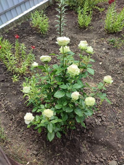 In Voskobiinyky, Ukraine, a rose bush with several light-colored, dew-covered blooms is situated in a garden bed. The bush has green leaves and is surrounded by dark soil, with some dried grass and small plants visible. In the background, a metal fence runs along the edge of the garden, and more green plants, including some with red flowers, are present. The overall scene depicts a natural outdoor environment in a residential area.