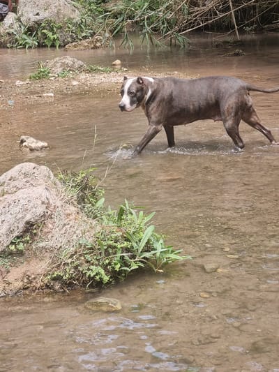 An adult pit bull dog is walking through a shallow, clear stream in a natural outdoor environment, possibly near Anna, Spain. The dog is a brindle and white color and is facing to the left, with its head turned slightly towards the camera. The dog's body is mostly submerged in the water, which is approximately knee-deep. The stream bed is covered with rocks and pebbles. Lush green vegetation and rocks are visible on the banks of the stream. In the background, more vegetation and some dead branches are present. The lighting suggests it is daytime.