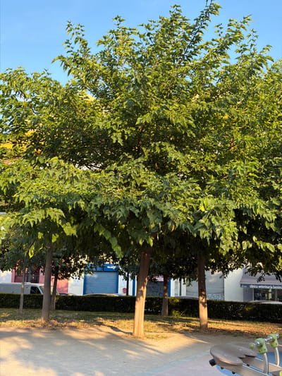 The image depicts a scene in Benimàmet-beniferri, Spain, likely during late afternoon due to the warm, golden sunlight casting long shadows. The foreground is dominated by lush green trees with dense foliage, their branches reaching towards a clear blue sky. The leaves appear healthy and vibrant.
Behind the trees, a manicured hedge runs horizontally, separating the greenery from a paved walkway or road. Beyond the hedge, there are glimpses of buildings with shop fronts. One shop sign clearly reads "clínica veterinària benimàmet". Another sign, partially visible, has the text "advance" and "benimàmet". A blue roller shutter is visible on one of the shop fronts, and a white van is parked in front of another building.
To the far right of the image, a portion of what appears to be playground equipment is visible, featuring curved wooden elements and some metallic components. The overall impression is one of an urban or suburban environment with green spaces integrated into the built environment. The lighting suggests a pleasant, possibly warm, day. There are no people visible in the frame.