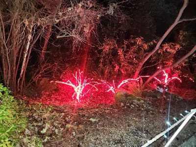 A nighttime garden scene glows with red holiday lights. Two small, illuminated trees stand amidst dark foliage and bare branches. A large rock, also lit with red lights, is partially visible. To the right, a rope barrier strung with white lights runs diagonally. The overall impression is a festive, outdoor holiday display in a natural setting.