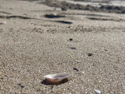A close-up, low-angle shot of a sandy beach in Rezovo, Bulgaria, shows the texture of the sand with small shells and pebbles scattered across it. A single, iridescent shell lies in the foreground, catching the sunlight. In the background, blurred footprints are visible in the sand, indicating recent human activity. The overall impression is one of a quiet, natural coastal environment.