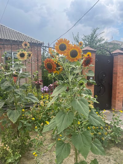 In the city of Yanovo-Grushevsky, Russia, a courtyard is depicted with a focus on several large sunflowers in the foreground. The sunflowers are of varying colors, including yellow and reddish-brown, and some are in full bloom while others are budding or past their prime. Behind the sunflowers, a black metal fence with decorative scrollwork separates the courtyard from a brick house with a corrugated roof. The house has windows and a visible house number "24". To the right of the house, a matching brick gate with a black metal door stands closed. The ground is covered in sand and dirt, with a variety of smaller flowering plants and greenery surrounding the sunflowers. The sky is overcast with a mix of clouds and patches of blue.