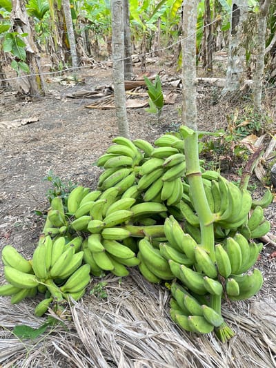 A close-up, eye-level shot shows a large bunch of green bananas harvested and placed on the ground in an outdoor, rural setting. The bananas are clustered together on stalks, with some of the stalks extending upwards, creating a sense of abundance. The ground beneath the bananas is covered with dry leaves and twigs, suggesting a natural or agricultural environment. In the background, the trunks of several banana trees are visible, along with foliage and a wire fence, indicating this scene is likely part of a plantation or farm. The lighting is natural, and the overall impression is one of a fresh harvest in a tropical or subtropical region. The location is identified as Seukeumbrok Beurabo, Indonesia.