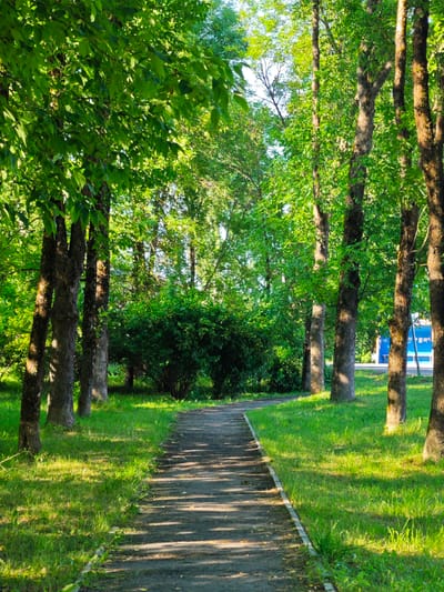 The image depicts a sun-dappled pathway in a park in Zaklinye, Russia. Tall trees with vibrant green foliage line the path, casting shadows on the ground. The pathway itself is made of dark, loose material, possibly gravel or dirt, and curves gently into the distance. Lush green grass covers the areas on either side of the path, with some fallen leaves scattered among it. In the background, a dense cluster of green bushes and more trees forms a thick natural barrier. To the far right, a glimpse of a bright blue structure, possibly a building or bus stop, can be seen through the trees. The overall scene evokes a peaceful and natural setting within a park environment.