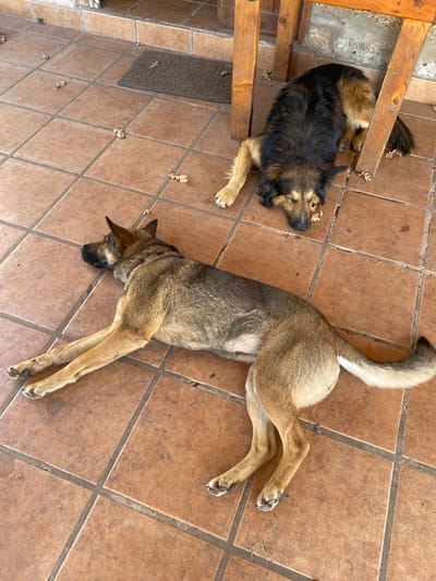 Two dogs are resting on a tiled patio outdoors. The dog in the foreground is lying on its side, facing left with its head resting on the ground and its paws extended forward. This dog is medium-sized with tan and brown fur. The dog in the background is lying down, facing right, with its head resting on the ground and its eyes closed. This dog is larger, with black and brown fur. Both dogs appear to be relaxed and resting. The patio is made of terracotta-colored square tiles. There are a few fallen leaves scattered on the ground. In the background, wooden table legs are visible, suggesting the patio is part of an outdoor seating area. There are no people visible in the image. The location is identified as Durazno, Argentina, though this specific detail cannot be verified solely from the visual information present in the image.