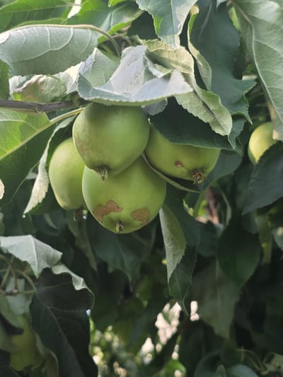 This is a close-up, eye-level outdoor photograph of several unripe green apples hanging from a tree branch, surrounded by lush green leaves. The apples are clustered together, with some partially obscured by the foliage. Some of the apples exhibit small, brown, textured marks, suggesting minor blemishes or early signs of development. The background is a soft blur of green and out-of-focus sunlight filtering through the leaves. The scene is indicative of a natural, possibly rural or suburban setting, consistent with the location in Pidhorodne, Ukraine. There are no people or human activity depicted in the image.