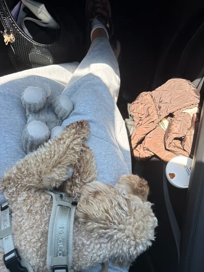 The image depicts a close-up view of a person's lap with a dog resting on it, taken from a first-person perspective, likely from inside a car. The person is wearing gray sweatpants. The dog, a light brown poodle or similar breed, is wearing a light gray harness. Next to the dog, on the person's lap, is a gray plush toy with visible limbs. To the right of the lap, on the car seat, is a folded brown quilted jacket and a white circular container with some brown substance inside and visible text. The background is dark, suggesting the interior of a car, with a glimpse of a shoe with tan laces in the upper left corner. The lighting suggests it is daytime, with sunlight casting shadows. This scene is not specifically located in Castenedolo, Italy, as no landmarks or identifying features suggest this location.