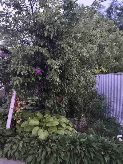 This image depicts a lush garden area with dense foliage and some purple flowers blooming on a vine. In the foreground, large-leafed hosta plants are prominent. Behind them, a tall tree with dark green leaves dominates the scene, with some lighter green leaves also visible. A light-colored pole, possibly a fence post or support, is positioned on the left side of the frame. To the right, a fence covered with a striped tarp, featuring vertical blue and white stripes, is partially visible. The overall environment suggests an outdoor setting, likely a backyard or garden in a residential area. The presence of dense vegetation and the style of the fence might indicate a location in a moderately populated area with private gardens.