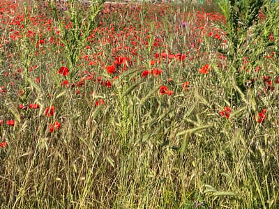 The image depicts a dense field of predominantly red common poppies (Papaver rhoeas) and various green and golden-brown grasses under natural sunlight in the city of Belo Pole, Bulgaria. The foreground is filled with a thick, interwoven mass of tall, slender grass stalks, some appearing green and vibrant, others more dried and golden, mixed with broader green leaves and prominent seed heads. Numerous individual red poppy blooms are scattered throughout this dense vegetation, with a higher concentration visible in the mid-ground, forming a vibrant red expanse. Taller, more substantial green plants, possibly thistles or large weeds, rise vertically from the field, particularly on the left and right sides of the frame. In the upper background, the field continues with a blur of red poppies and green foliage, with subtle hints of purple flowers appearing among the distant vegetation. The lighting suggests direct sunlight, illuminating the poppy petals and creating highlights on the grass stalks. No people, specific objects, or actions are discernible within the natural landscape.