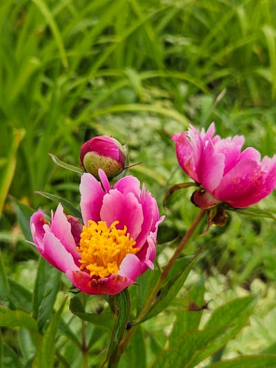 In Gaivinskoe Lesnichestvo, Russia, a close-up, eye-level shot captures two vibrant pink peonies in bloom, accompanied by a developing bud. The flowers are the primary subjects, with one fully open in the foreground, showcasing its delicate petals and a bright yellow center. Its companion, partially visible to the right, is also open, its petals slightly drooped. Behind them, a single peony bud, encased in deep red and green sepals, is poised to open. The background is a soft blur of lush green foliage, suggesting a garden or natural setting. The lighting is soft and diffused, highlighting the textures and colors of the flowers without harsh shadows. The overall impression is one of natural beauty and gentle growth.