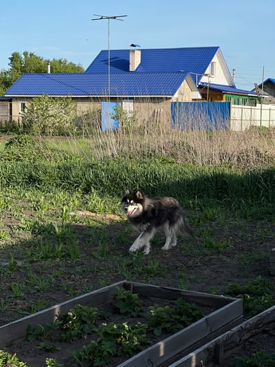 A dog with black and white fur stands in a grassy yard. A blue-roofed building is in the background. In the foreground is a wooden planter box with plants. The image was taken in Slobozia, Russia.