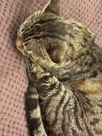 This is a close-up, overhead shot of a tabby cat sleeping on a brown, textured surface. The cat is curled up, with its head resting on its paws and its tail wrapped around its body. Its fur is a mix of brown, black, and gray stripes. Long white whiskers are visible on its face. The background is a soft, blurred brown material with a raised, woven pattern. The lighting suggests it could be daytime, possibly indoors due to the soft, diffused light. The cat appears peaceful and relaxed. There is no visible text in the image. The location context is Nogir, Russia.