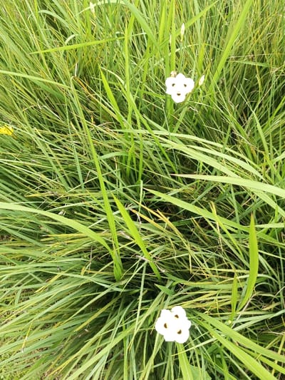 The image depicts a dense patch of lush green grass, interspersed with delicate white wildflowers. The grass blades are slender and elongated, creating a textured backdrop for the focal point of the flowers. Two three-petaled white flowers stand out against the greenery. One flower is near the top-center of the frame, while the other resides towards the bottom. The image evokes a sense of tranquility and natural beauty.