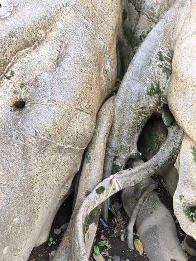 Close-up of a tree's base in Tua, Indonesia. The thick, gray, textured roots and trunk are intertwined, with small holes and crevices visible. Moss and lichen grow on the surface. A multi-colored ribbon is tied around one of the roots. The ground is dark soil with leaves and small plants.