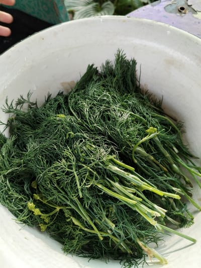 A close-up, overhead shot shows a white metal basin filled with a large bunch of freshly harvested dill. The dill is a vibrant green, with feathery leaves and thick, green stems. Some of the dill appears to have small, yellow flower buds. The basin is slightly dirty with some water droplets visible on the inside rim. In the background, out of focus, is a hint of greenery from plants and a weathered surface that may be part of a table or railing. The image appears to be taken outdoors, likely in a garden or rural setting. There is a hand visible in the upper left corner, reaching into the frame.

This image was captured in the city of Shchastia, Ukraine.