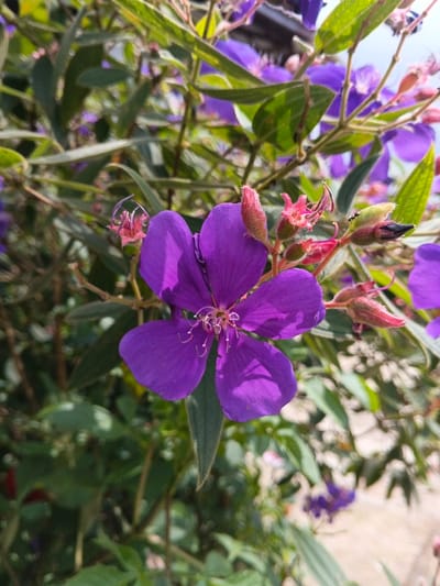 A close-up, eye-level shot captures a vibrant purple flower, likely a Tibouchina or Princess Flower, in full bloom in Kolwara, Papua New Guinea. The five-petaled flower dominates the center of the frame, showcasing its prominent white and yellow stamens with curled tips at its heart. Direct sunlight illuminates the petals, creating bright highlights and soft shadows that emphasize its rich color.

Surrounding the main flower are several reddish-pink buds in various stages of development, some appearing fuzzy or spiky. The background is a dense blur of green foliage, with hints of other purple flowers, creating a natural, lush setting. The overall lighting suggests a bright, clear day. No human activity or visible text is present. The focus is sharp on the central flower, while the background and elements further from it are softly out of focus.