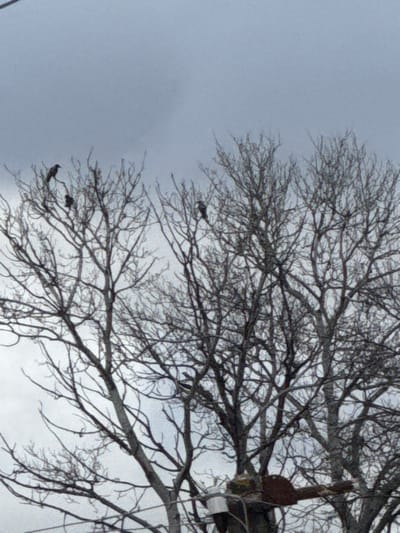 This image depicts a static scene in Solnechnyy, Russia, under an overcast sky. The foreground and midground are dominated by the bare, leafless branches of several deciduous trees. Five dark-colored birds are perched on the upper branches of these trees: three in the upper left quadrant and two further right, one distinctly visible, the other partially obscured. In the lower right quadrant, attached to a utility pole and partially obscured by branches, is a static, realistic figure resembling a wild turkey, oriented horizontally with its body extending to the right and its head facing left. A white rectangular object is also affixed to the pole below the turkey figure. Utility wires are visible traversing the lower portion of the frame.