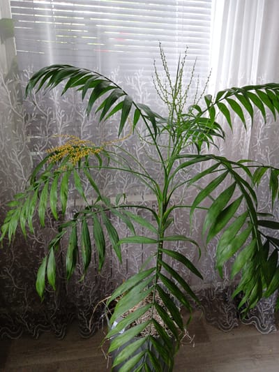 The image shows a potted areca palm plant with green fronds and small yellow flowers against a backdrop of white lace curtains and blinds. The plant is in a dark gray pot. The overall scene suggests an indoor setting, possibly a home or office, with natural light filtering through the window. The location is not specified as Нижнетроицкий, Russia.