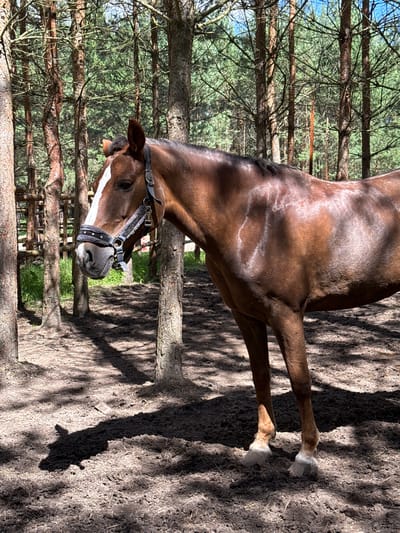 In Vorsma, Russia, a brown horse stands in a wooded area. The horse is facing left and is wearing a bridle and a black muzzle. The ground is covered in dirt and pine needles, with shadows from the trees cast across the scene. A wooden fence is visible in the background. The horse has a white marking on its face and a braided mane. The overall impression is of a serene, natural environment.