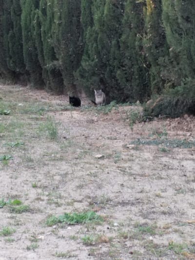 Two cats, one black and one grey, sit near a tall green hedge. The ground is a dry, sandy color, sparsely covered with small patches of grass. The black cat is positioned slightly left of the grey cat, both appearing relaxed. The hedge provides a solid, textured backdrop, contrasting with the open, barren ground in the foreground.