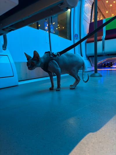 A hairless cat, wearing a harness and leash, stands on a pale blue surface. The cat is facing the camera and looking forward. In the background, a train interior with seats and windows can be seen. The overall lighting has a blue tone. A black leash is clipped to the harness and leads out of frame. The image is slightly angled.