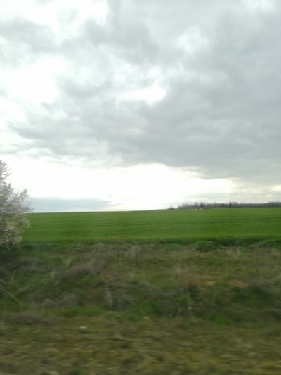 The image displays a rural landscape in Venets, Bulgaria, under an overcast sky. The upper two-thirds of the frame are occupied by a light grey sky with varying cloud density, showing brighter patches towards the horizon line. The lower third of the image consists of an agricultural field. In the immediate foreground, a strip of uncultivated ground features brown and green dry vegetation, exhibiting motion blur. Above this, a wide expanse of vibrant green crops, consistent with a cultivated field, extends horizontally across the midground. On the far left, a portion of a tree or shrub with white blossoms is partially visible. Along the distant horizon, a thin line of dark trees or dense vegetation is discernible. No people, animals, or man-made structures are present within the visible scene.