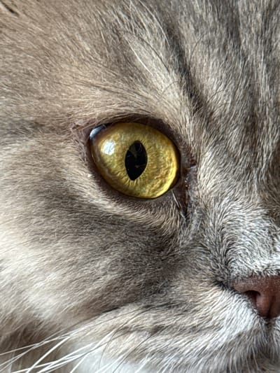 This is an extreme close-up, eye-level shot of a cat's face, focusing on its right eye and surrounding fur. The cat has striking yellow-green eyes with vertical pupils, indicating it is likely in a well-lit environment. The fur is a mix of grey and brown tones, with fine details of individual hairs visible. The cat's nose, a pinkish-brown color, is partially visible on the right side of the frame. The image captures the texture and detail of the feline's facial features. The location in Raivka, Ukraine, is not visually represented in this image.