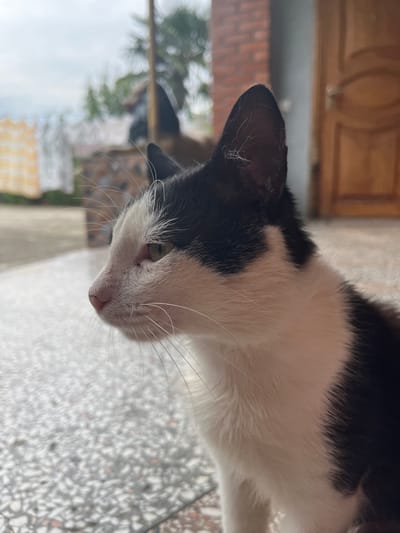 The image shows a black and white cat in profile, facing left. The cat's fur is short and appears to be in good condition. The cat's eyes are open and appear to be a light green color. The cat's ears are pointed and alert. The cat is sitting on a tiled surface. In the background, there is a wooden door, a brick wall, and some greenery. The sky is overcast. The scene appears to be in a residential area. The location is specified as ღრმაღელის თემი, Georgia.