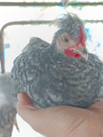 A close-up, waist-up shot shows a person's hand gently holding a speckled grey chicken. The chicken has a tuft of grey feathers on its head and a red comb. The background is blurred, but appears to be a cage or enclosure with a light, possibly outdoor, setting. The location is the city of Dangir, Uzbekistan.