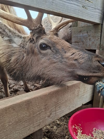 The image captures a close-up, vertical shot of an adult cervid, likely an elk or red deer, in an outdoor setting in Ludorvai, Russia. The animal's head and upper neck dominate the frame, positioned partially behind and between rough-hewn wooden planks, suggesting it is within an enclosure or at a feeding station. Its thick, multi-toned brown and grey fur is visible, along with a prominent, dark eye that reflects light, giving it an alert appearance. One textured antler, with a bumpy base, extends from the left side of its head towards the left edge of the frame.
To the upper right of the animal's head, a vibrant red plastic bowl is partially visible, filled with light-colored grains or seeds, indicating feed. More spilled feed is scattered on the muddy ground beneath the bowl. The animal's mouth is slightly open, and its gaze is directed upwards towards the feed in the bowl, suggesting it is either eating or about to eat. The wooden planks framing the animal are unpainted and show natural grain and signs of weathering. The overall lighting suggests it is daytime. No text is visible in the image.
