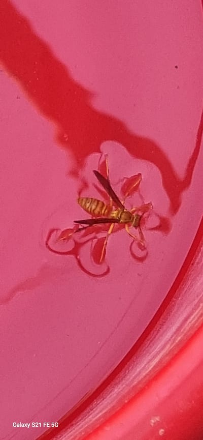 A dead wasp, approximately 2.5 centimeters in length, lies submerged in a reddish liquid within a pink container. The wasp's body is segmented and patterned with yellow and brown stripes. Its wings are extended, and its legs are splayed. The reddish liquid appears to be some form of drink, possibly juice or soda, given the context of a container. The background is a solid pink color, indicating the interior of the container. The scene is indoors, as suggested by the even lighting and lack of natural elements. No people are present. The location of Ingichka, Uzbekistan is not discernible from the image itself.