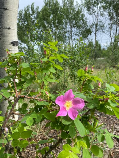 A single pink rose blooms on a thorny branch in the foreground. The rose has delicate pink petals and a yellow center. Several rosebuds, also pink, are clustered on the branch, some appearing to be in various stages of opening. The branch is covered in sharp thorns.
Behind the rose bush, a birch tree trunk with its distinctive white bark and black markings is visible in the lower left corner. The background shows a lush green forest with tall trees, suggesting a natural, outdoor setting. The leaves of the trees are vibrant green, indicating it is likely springtime or summer.
The lighting suggests it is daytime, with the sky appearing overcast or hazy, casting a soft light on the scene. The overall impression is one of natural beauty and the start of a blooming season. The location is identified as Haines Junction, Canada, which aligns with the type of boreal forest visible in the image. No people or text are present in the image.