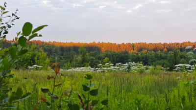 A wide shot captures a sun-drenched meadow in Щапово, Russia, with a forest edge illuminated by the golden hues of sunset. In the foreground, lush green grass and wildflowers fill the frame, with a few branches of foliage on the left providing a sense of depth. The field is dotted with numerous white, umbrella-shaped clusters of wildflowers, possibly hogweed. As the eye moves towards the horizon, a dense forest forms a natural boundary, its upper canopy ablaze with the warm, orange light of the setting sun, creating a striking contrast with the darker green foliage below. The sky above is a soft, hazy grey with hints of pink and orange, typical of twilight conditions. The overall mood is peaceful and serene, evoking the quiet beauty of a summer evening in the Russian countryside. There are no people, objects, or visible text in the image.