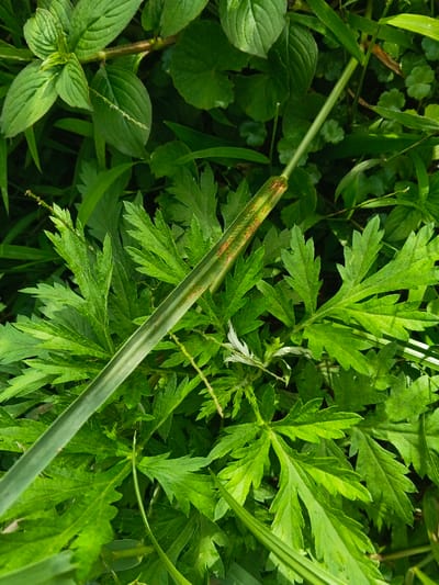 The image depicts a close-up, overhead view of dense green foliage located in Tapaiteng Uesa, Bhutan. The scene is illuminated by natural daylight, casting varied light and shadow patterns across the vegetation. The primary subjects are an assortment of herbaceous plants and grasses. A prominent, long, light-green grass blade, approximately 1.5 cm wide, traverses diagonally from the upper-center-right to the lower-left. This blade displays irregular linear brown discolorations concentrated on its upper segment. Surrounding this blade, and forming the bulk of the image, are numerous broad-leaved plants with deeply lobed and serrated margins, exhibiting various shades of green. In the upper-left quadrant, a plant with ovate leaves and visible venation is present. Smaller, rounded, possibly kidney-shaped leaves are observable in the upper-right and central-right areas. The environment is characterized by dense, wild or uncultivated plant growth, with no discernible human presence, man-made objects, actions, or interactions.