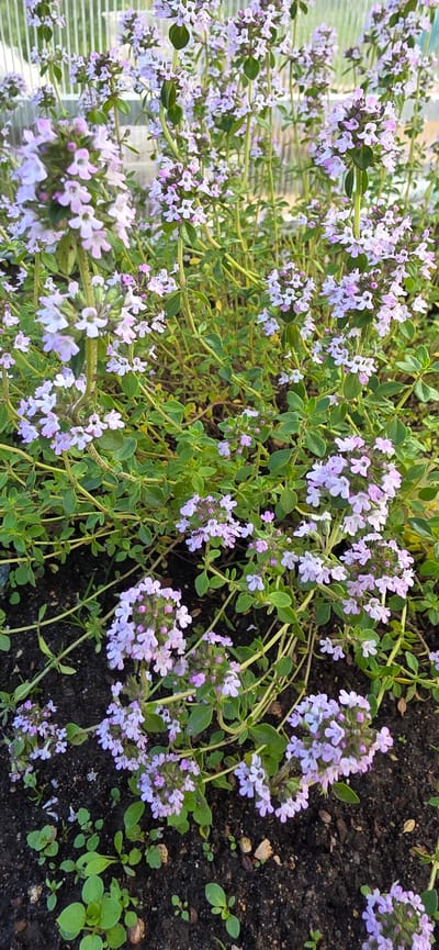 The image shows a patch of flowering thyme plants growing outdoors. The plants have small, pale purple flowers clustered together on thin, green stems, surrounded by small, green leaves. The thyme is growing in dark soil, which appears to be tilled and has some small pebbles and other plants sparsely scattered on it. In the background, there is a blurred suggestion of a greenhouse or other transparent structure on the left, indicating a cultivated or protected growing environment. The lighting suggests it is daytime, likely outdoors. The scene is focused on the natural beauty and growth of the herb. No people or specific activities are depicted. The location context suggests this is in a dacha or garden area in Russia. There is no visible text in the image.